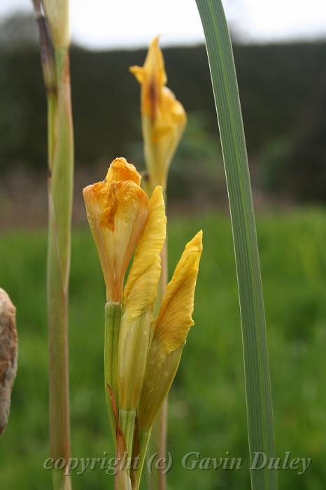 Iris, Cloudehill Gardens IMG_6563.JPG